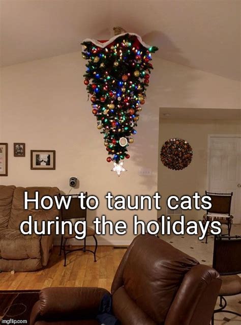 christmas cat meme|cat proof christmas tree meme.